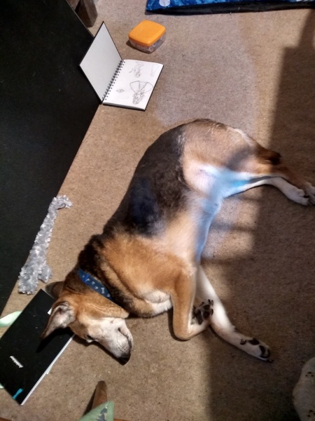 Rescuing dog on Saturday please help