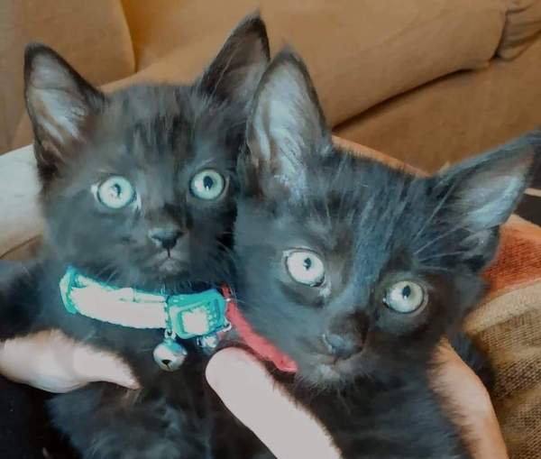Kittens alert