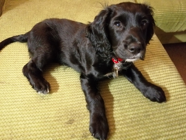 Puppy survival thread *September!*