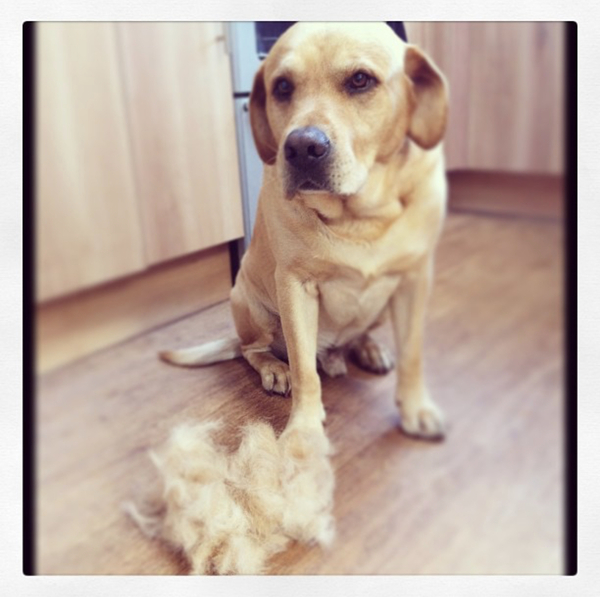 LABRADORS