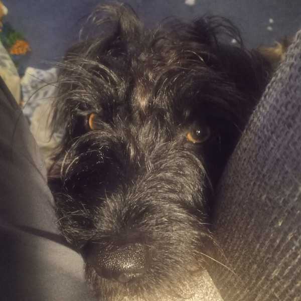 Rescuing dog on Saturday please help