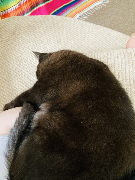Super clingy cat
