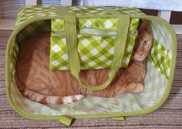 Does your cat follow the “if I fits, I sits” rule?