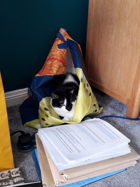 Does your cat follow the “if I fits, I sits” rule?