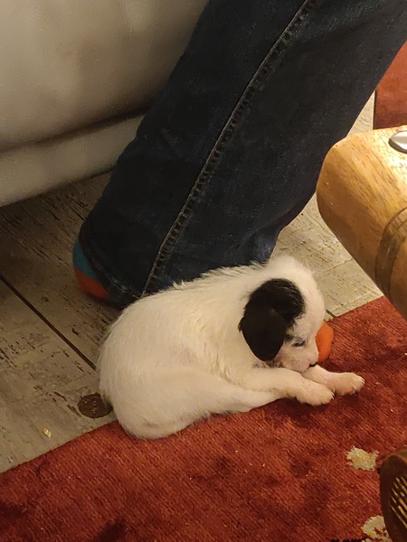 Please help - I've accidentally acquired a puppy of dubious provenance