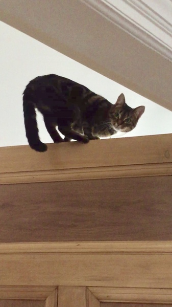 Lovely cat turned psycho cat today!