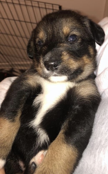 AIBU to want to show you a picture of our new puppy?