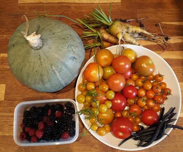 Allotment/Veg Patch Thread 16  Weather weirdness prevails !