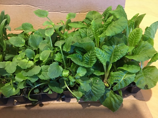 Plant ID?