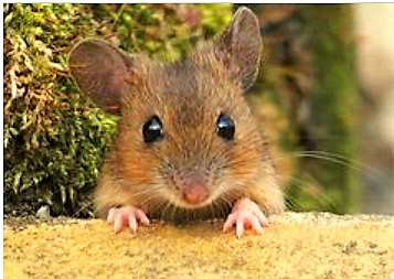 We've caught a mouse... It's adorable