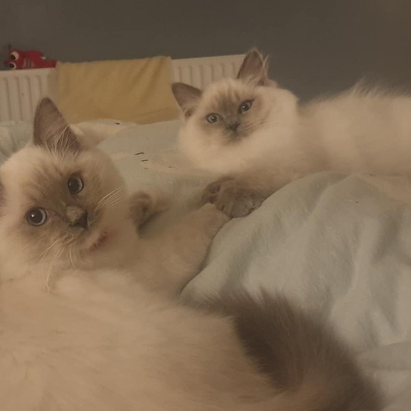 Ragdoll or longhaired cat owners