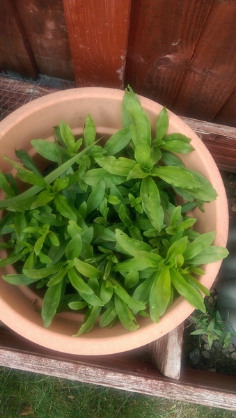Another plant identification one