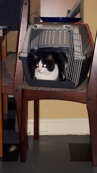 The cafe is still open thread 2