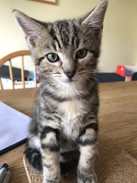 How to get kitten to take worming tablet?