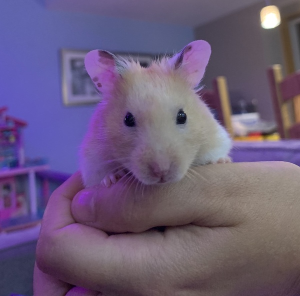 Help - hamster has escaped!