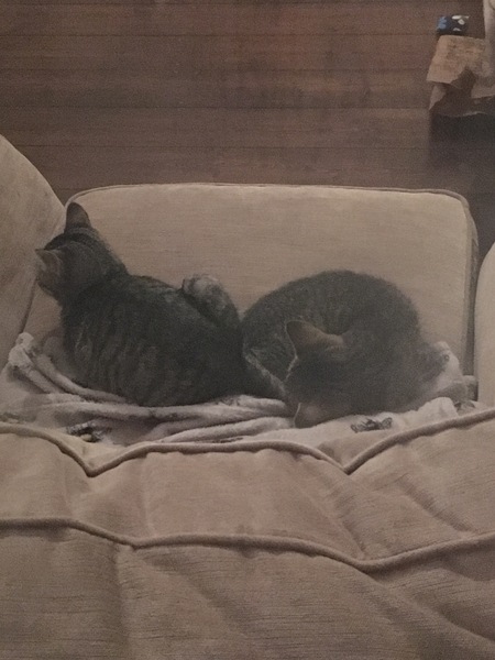 Kittens - AIBU to take them back?