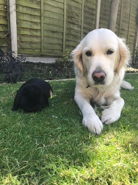 Tell me about golden retrievers