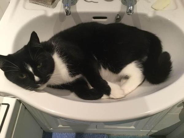 Does your cat follow the “if I fits, I sits” rule?