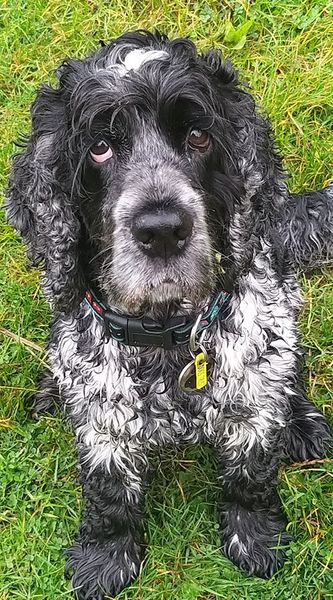 Tell me about your rescue dogs