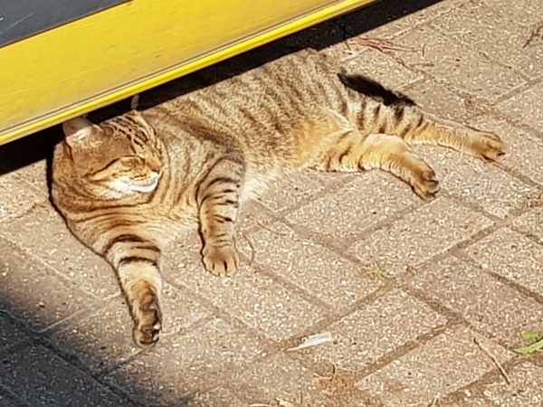 Thug cat part 3.  Unbidden guests are often welcomest when they are gone.