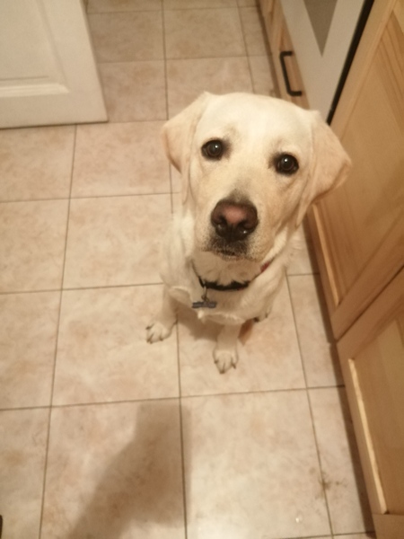 LABRADORS