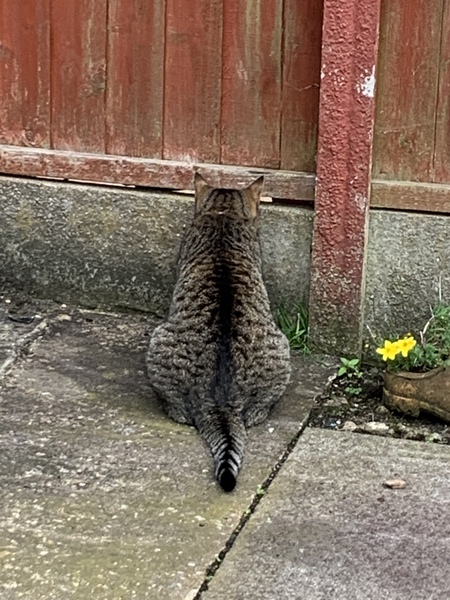 Thug cat part 3.  Unbidden guests are often welcomest when they are gone.