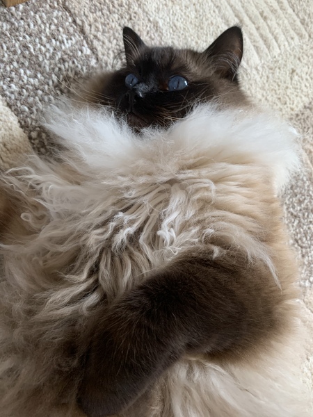 What's your DCat up to today? (Thread 8)