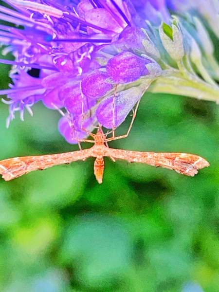 Can you identify this insect for ds2 please..