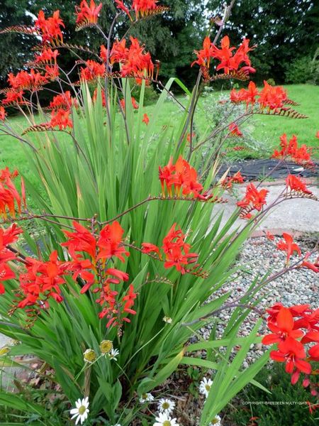 2ft-3ft flowery shrubs/plants partial shade