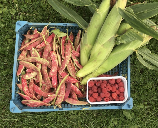 Allotment/Veg Patch Thread 16  Weather weirdness prevails !