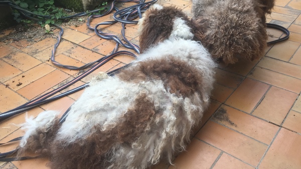 What dog next?  Please sell me your breed!