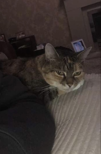 Is this the most adorable cat ever?