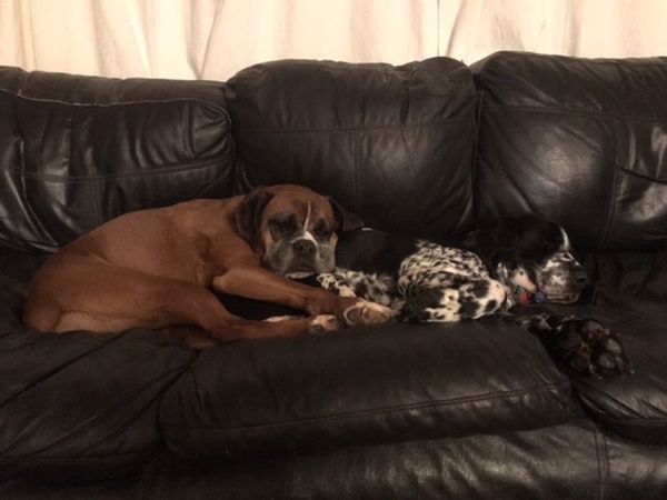 Elderly dog club