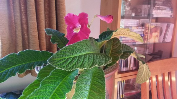 What winter flowering plants are good for pots and is it too late to plant any?