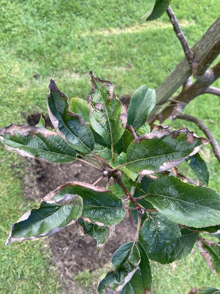 Something up with my apple tree :-(