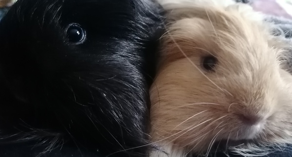 Baby guinea pig sows - difficult to find....