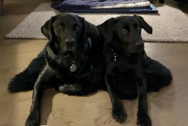 Genuine question re black lab puppy