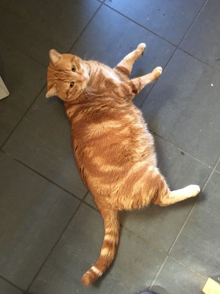 Fat cat