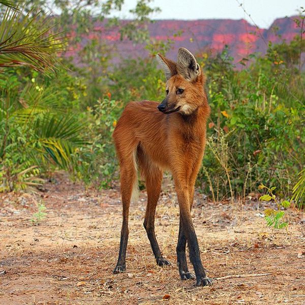 What's your fantasy impractical/obscure dog breed?