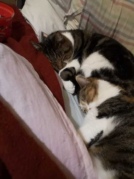 Two kittens or one?