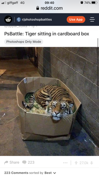 Does your cat follow the “if I fits, I sits” rule?