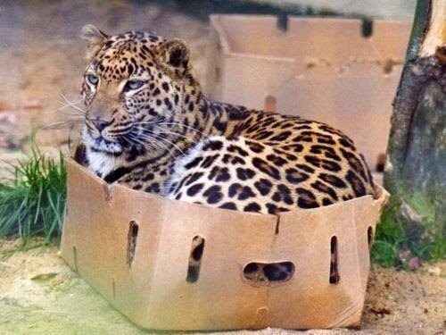 Does your cat follow the “if I fits, I sits” rule?