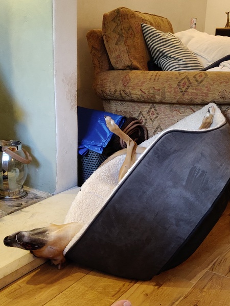 Tell me about your rescue dogs