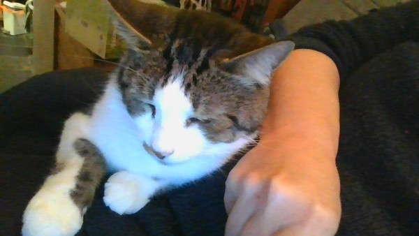 Thug cat part 3.  Unbidden guests are often welcomest when they are gone.