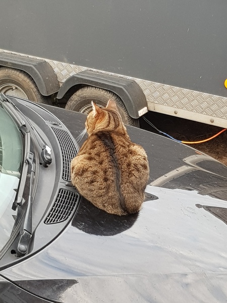 Thug cat part 3.  Unbidden guests are often welcomest when they are gone.