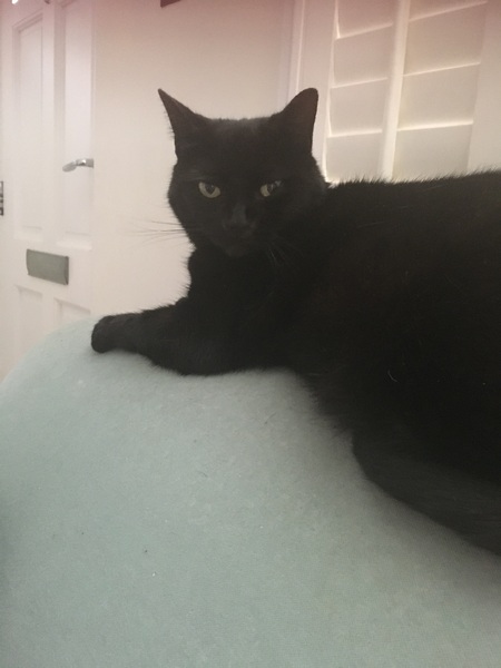 Is this the most adorable cat ever?