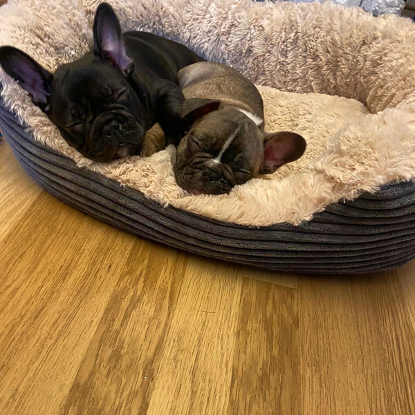 AIBU to want to show you a picture of our new puppy?