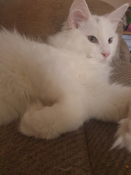 Is this the most adorable cat ever?