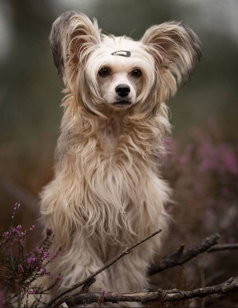 Can anyone recommend me a nice family dog breed?