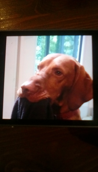 Rescuing dog on Saturday please help